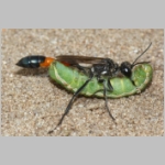 Ammophila sabulosa - Sandwespe 05a 20mm mit Meldenflureulen-Raupe - Anarta trifolii - OS-Wallenhorst Sandgrube.jpg